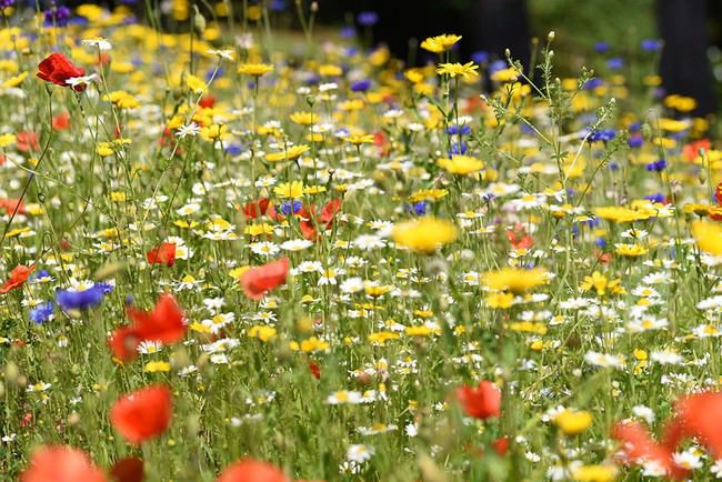 Meadow of Memories